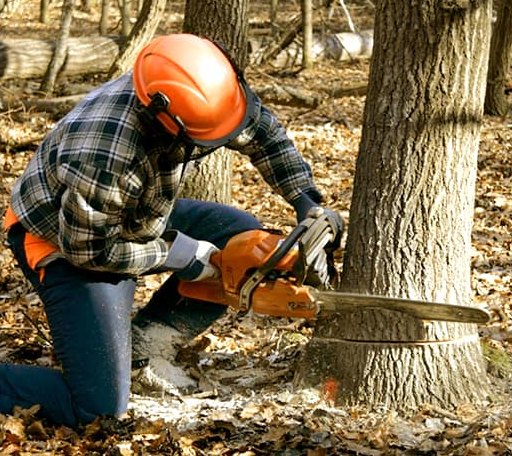 Tree Removal in Sigel, PA